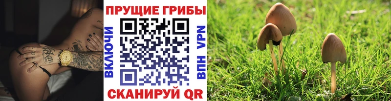 Псилоцибиновые грибы Cubensis  Таруса 